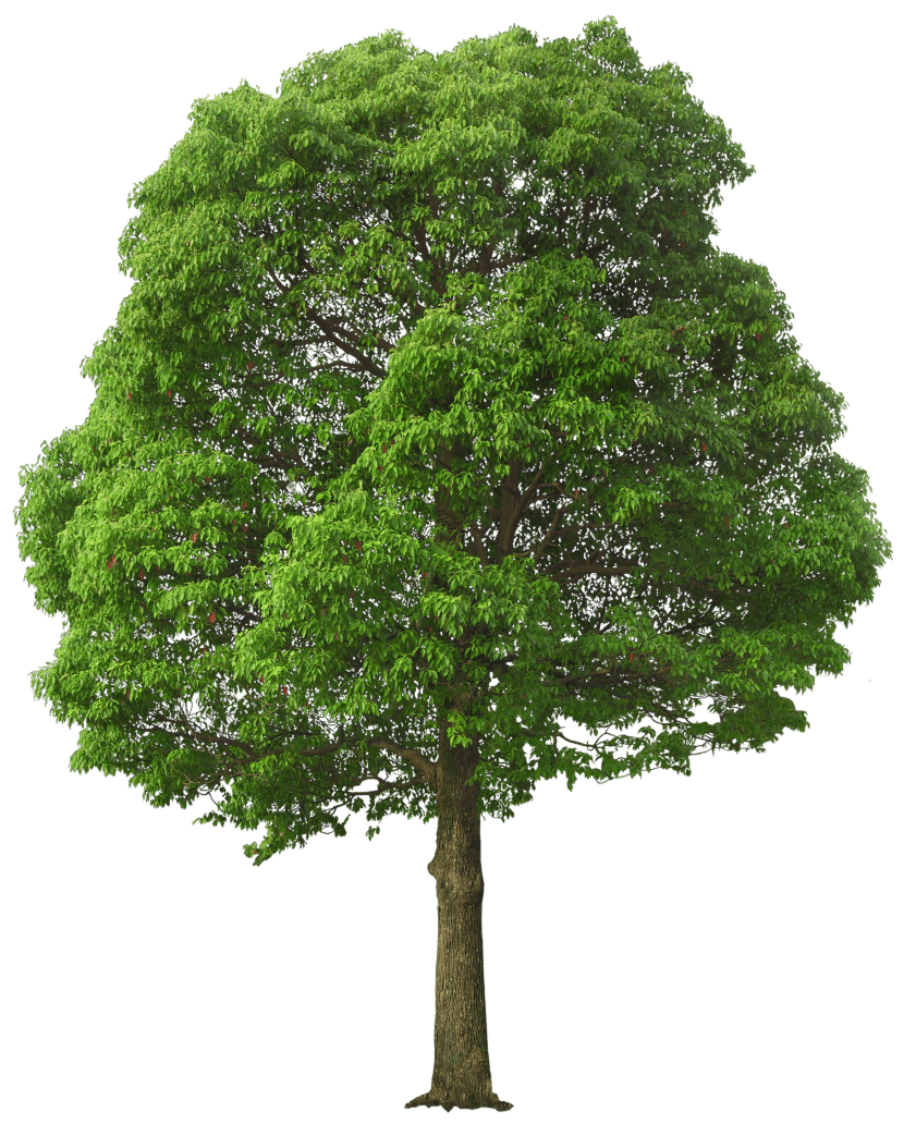 Большое зеленое дерево